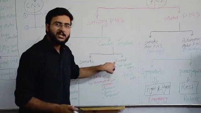 Quick Introduction to Nervous system | #neuroanatomy central peripheral nervous system #cns #pns