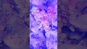 Обед креветки арлекин.