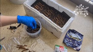 Размножение ежевики корневыми черенками зимой.