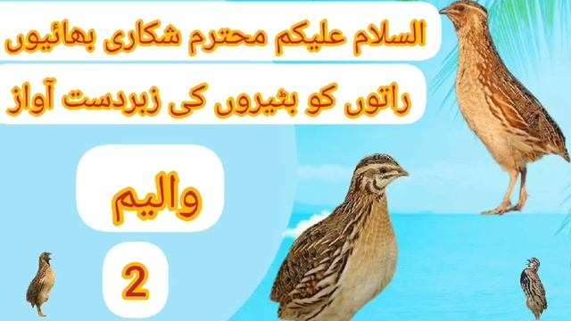 Batair ki raat wali awaz quil sound night hunting بٹیروں کی رات والی والیم 2