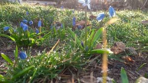 Весенняя мелодия цветов...