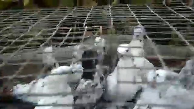 узбекские голуби сочи смотреть онлайн