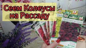 Как посеять колеусы ..Подробно,в какой грунт буду сеять. .Интересные факты о растении..