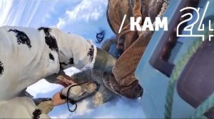 На Камчатке отловили рысь, которая повадилась таскать гусей