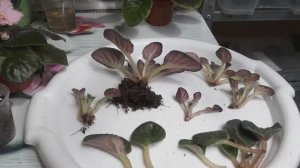 Как рассадить разросшуюся Фиалку? Коротко и ясно!