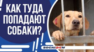 КАКОЙ ПУТЬ ЖДЕТ БЕЗДОМНЫХ СОБАК В ПРИЮТЕ?