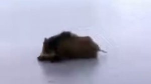 Кабан на льду