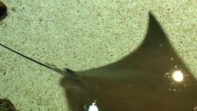 Питер. Океанариум. Скаты. смотреть онлайн