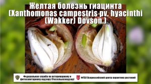 Желтая болезнь гиацинта (Xanthomonas campestris  pv. hyacinthi  (Wakker) Dovson.)