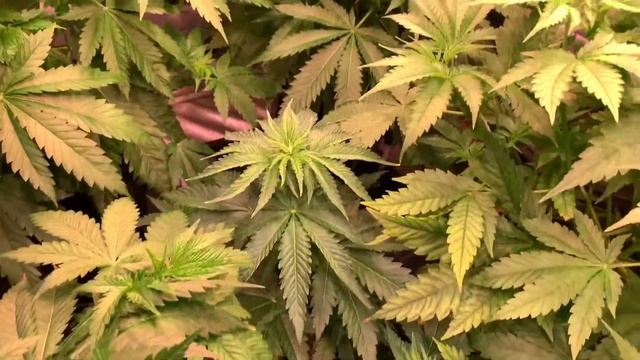 АЭРОПОНИКА (GROW REPORT Часть #3 ДЕНЬ 34 Питание растений, удобрения, швази или дефолиация, скрог)