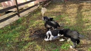 Человек собаке друг!