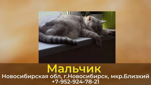 Пропал кот! Мальчик. Новосибирская обл, г.Новосибирск смотреть онлайн