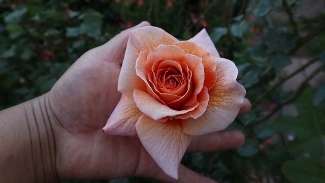 Bettina cl. - MEIpalsar - Francis Meilland 1958 - roses - rosiers - rosas - розы - गुलाब के फूल смотреть онлайн