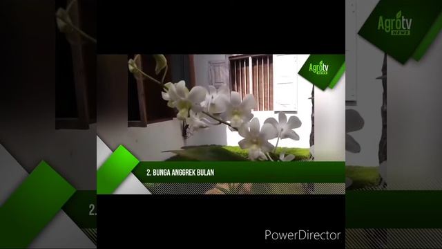 Tematik kelas 3 "Bunga Nasional Indonesia" смотреть онлайн