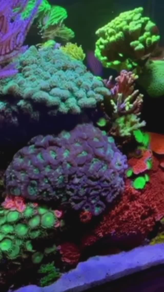 Минимальный объём морского аквариума: с чего начать? смотреть онлайн