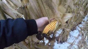 Жатка кукурузная ЖК-82 от TM "JOHN GREAVES" продолжает восхищать аграриев Украины