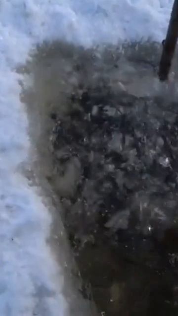 Наживка на Якутского налима! якутия рыбалка налим yakutia