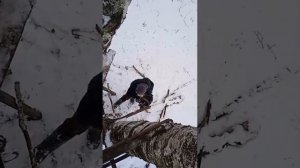 постройка шалаша