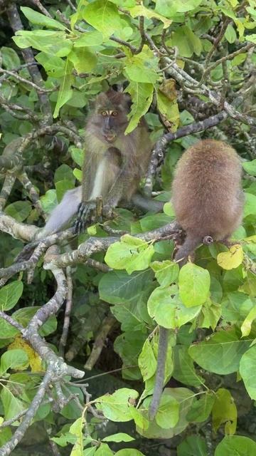 В мире животных Обезьяны в Малайзии