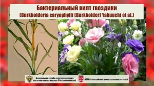 Бактериальный вилт гвоздики (Burkholderia caryophylli (Burkholder) Yabuuchi et al.)