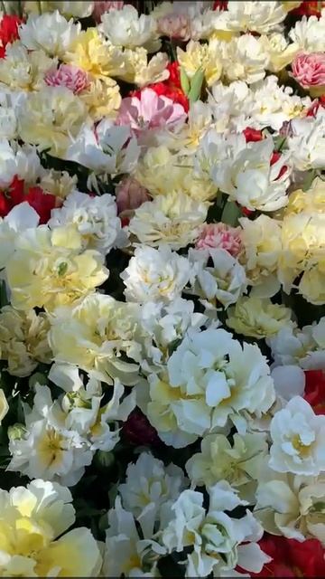 Турция, Стамбул,апрель,фестиваль тюльпанов. смотреть онлайн