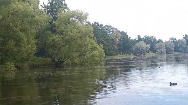 Утки смотреть онлайн