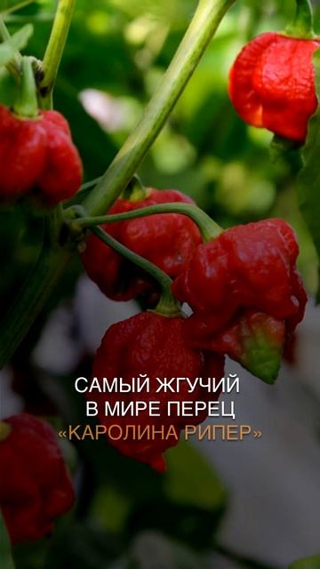 Самый острый перец в мире #shorts смотреть онлайн