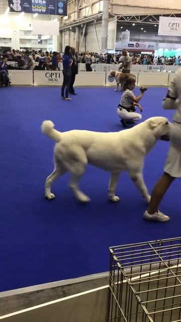 IMG 9646 смотреть онлайн