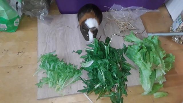 чуня выбирает одуваны смотреть онлайн