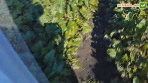 Бохан F1 Буряк (Bejo) Культура в полі