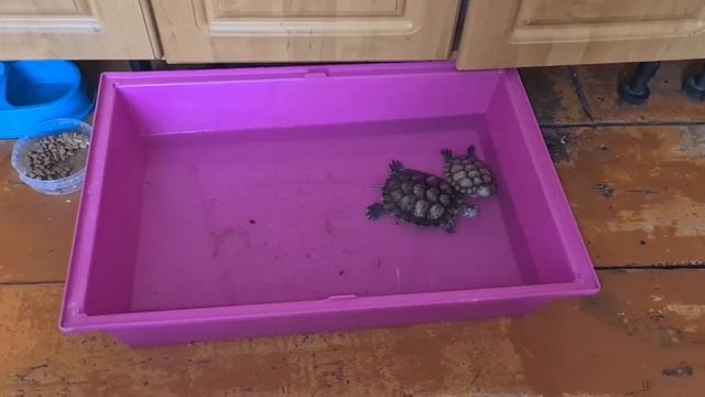 ШОК КОНТЕНТ. ЗАРОСШИЙ САД.🌳 +МОТИВАЦИЯ НА УБОРКУ. смотреть онлайн