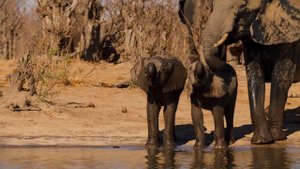 Звуки Земли 7 серия «Пустыни Африки» (документальный сериал, 2024)