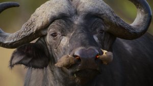 Звуки Земли 5 серия «Африканские равнины» (документальный сериал, 2024)