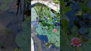 Большой пруд в сентябре.