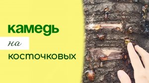 КАМЕДЕТЕЧЕНИЕ на косточковых культурах, причины и профилактика