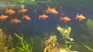 Меченосцы вильчатые