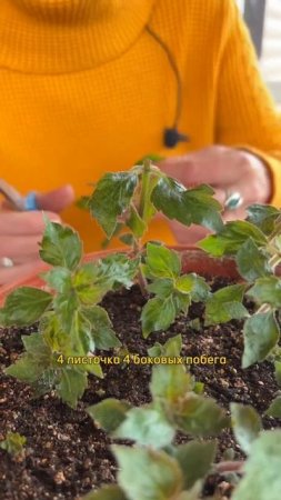 Пышное ЦВЕТЕНИЕ АХИМЕНЕСА!