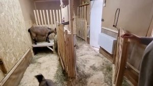 Козы в городе 🐐! Как  подготовить козлятник к зиме?