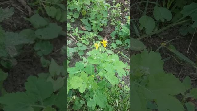 Чем свести бородавки и лечить кожные проблемы ? смотреть онлайн