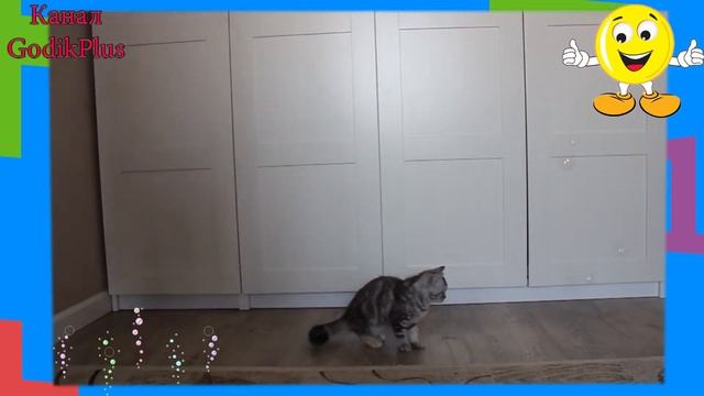Котенок Лика играет с мыльными пузырями #7 GODIKPLUS смотреть онлайн