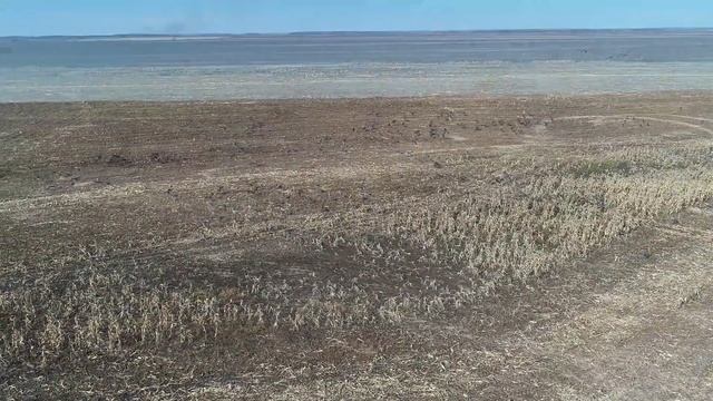 Журавли в Амурском заказнике 2019 смотреть онлайн