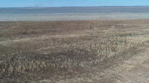 Журавли в Амурском заказнике 2019