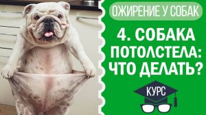 Ожирение у собак: как помочь похудеть? | Часть 4 🐕⚖️