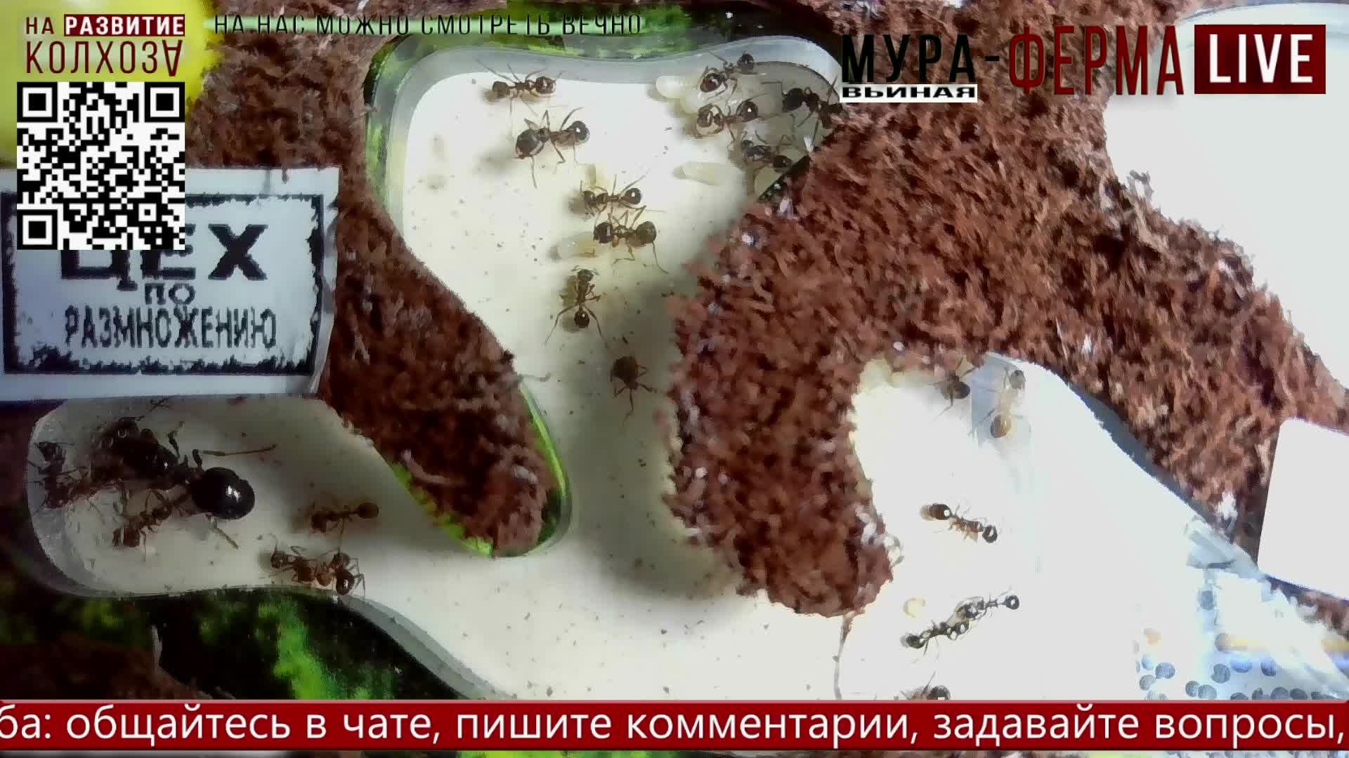 МУРА-ферма LIVE.Бункер 26.Муравьиная ферма!Муравьи Жнецы.+радио "Мураши LIVE".