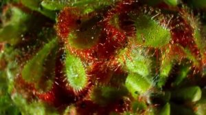 10 САМЫХ ПОРАЗИТЕЛЬНЫХ РАСТЕНИЙ В МИРЕ