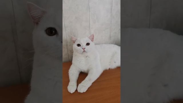 #нижневартовск #британскиекотята #кошки #питомниккошек #кошкиндом #питомцы #кормдлякошек смотреть онлайн