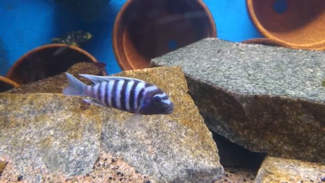 Maylandia zebra/ "Metriaclima zebra" смотреть онлайн