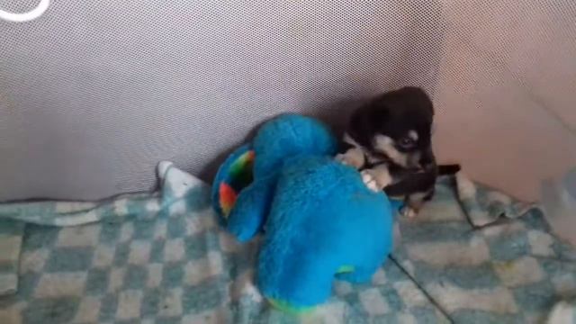 Жестокое растерзание собаки смотреть онлайн