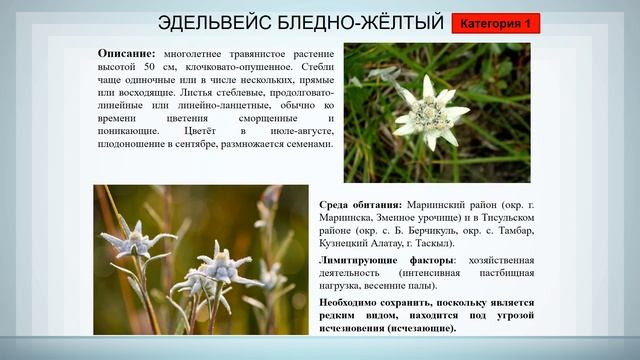 Хит-парад дикой природы родного края смотреть онлайн