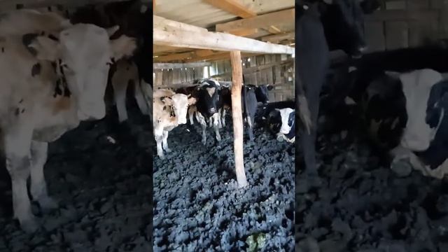 откорм Быков безпривязное содержание